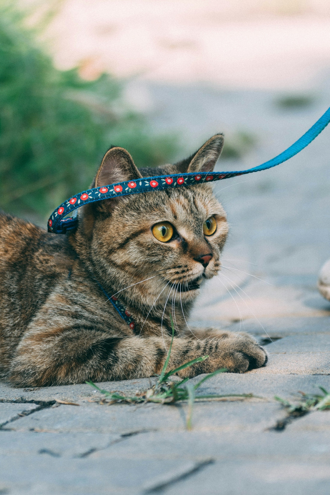 cat with leash