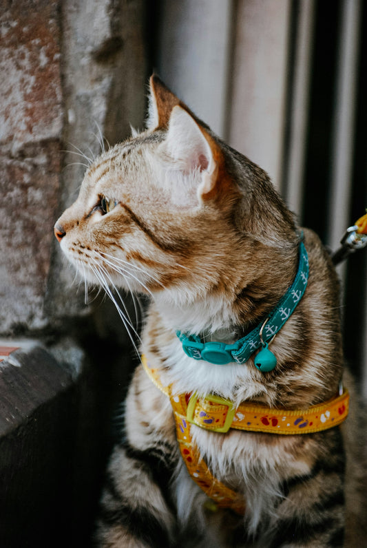 white and black tabby cat