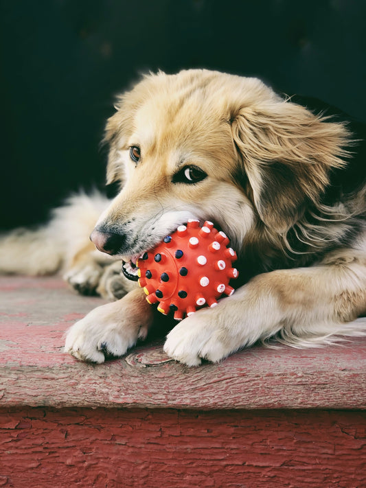 golden retriever puppy biting red strawberry on red carpet
