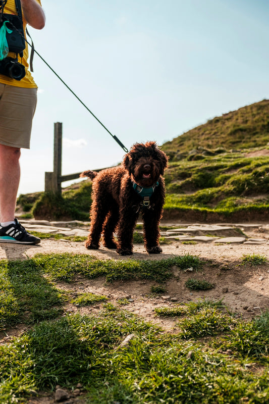 a brown dog standing on top of a lush green field