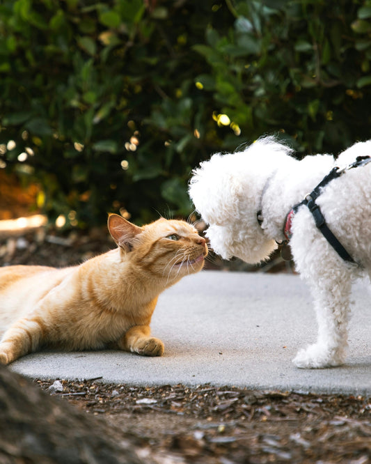 a cat and a dog