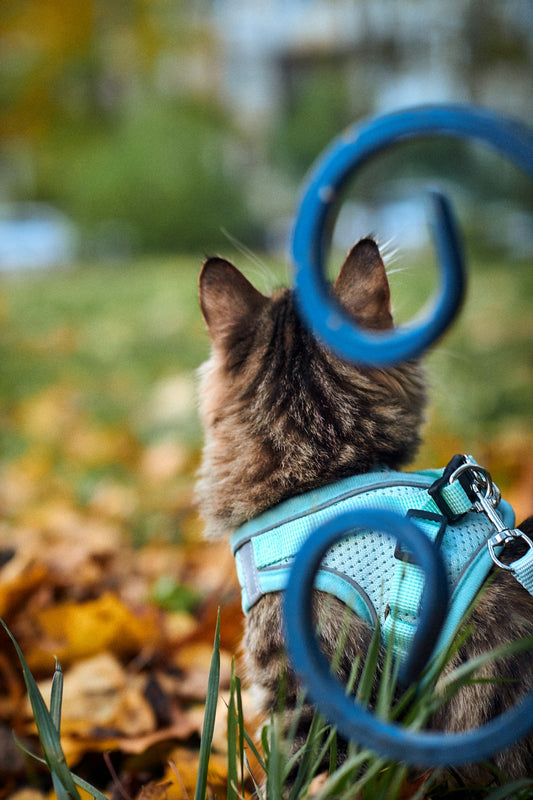 a cat sitting next to a bicycle