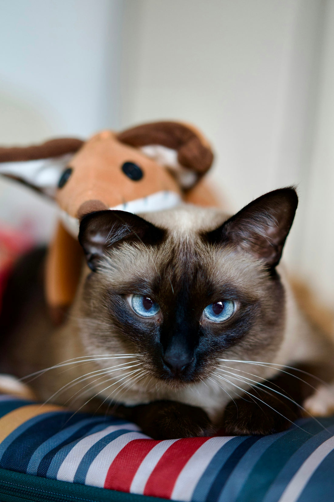 a cat with a stuffed animal on its head