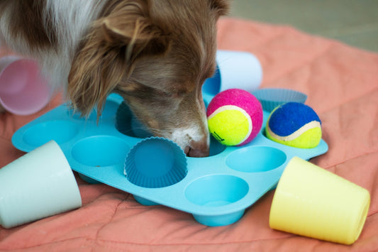 a brown and white dog playing with toys on a bed