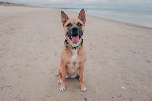 a brown dog sitting on top of a sandy beach