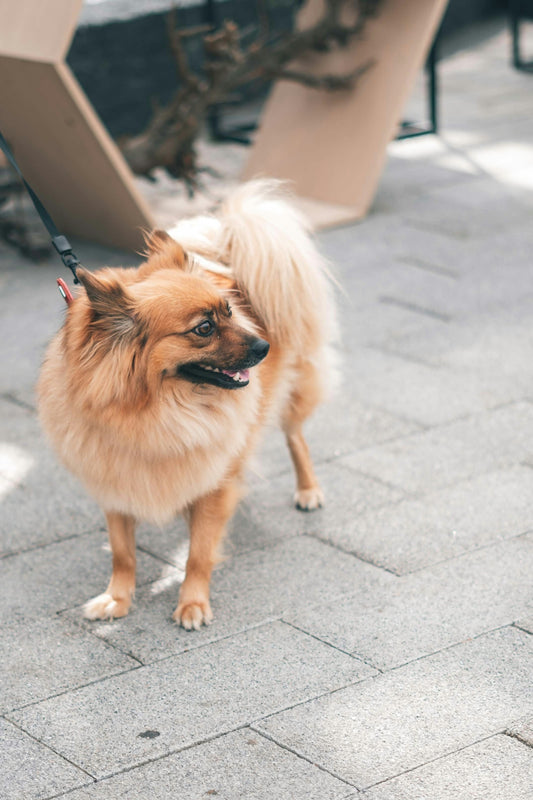 a small brown dog standing on top of a sidewalk