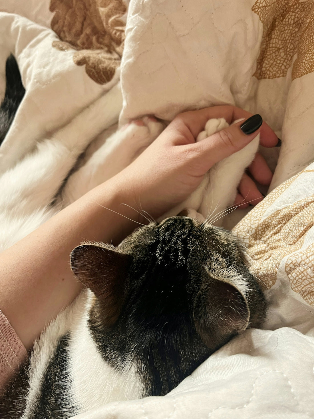 a person petting a black and white cat on top of a bed