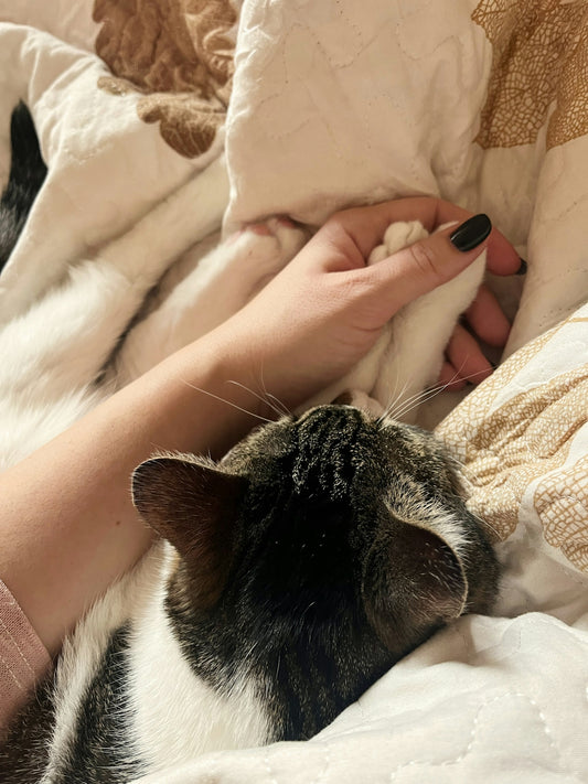 a person petting a black and white cat on top of a bed