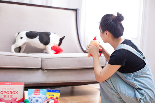 Woman plays with dog and toys near a sofa.