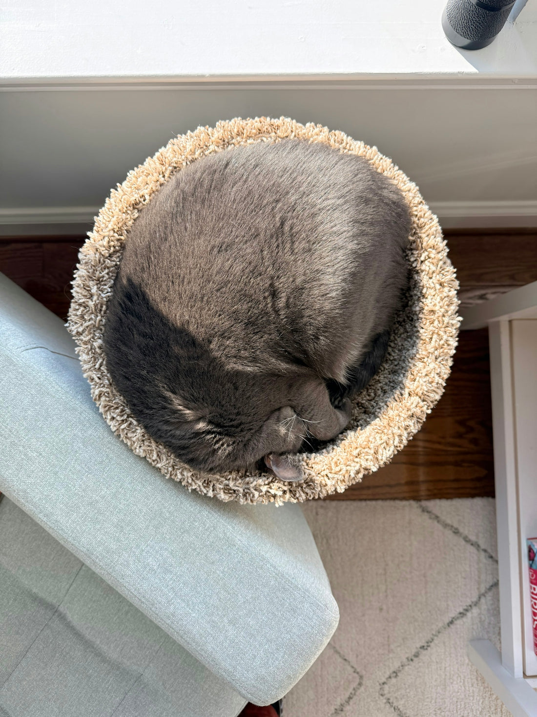 A gray cat curled up sleeping in a round bed.