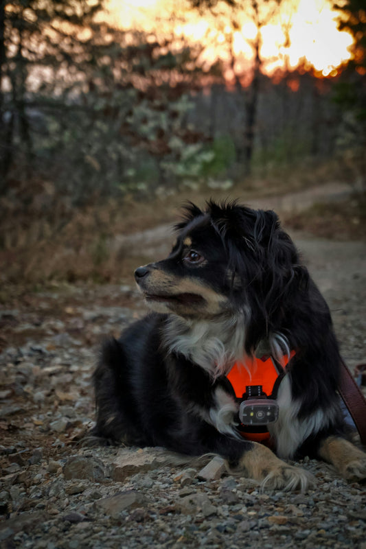 A small dog wearing an orange harness on a trail.
