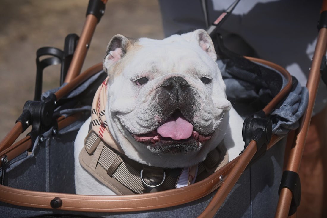 A happy bulldog sits in a stroller, panting