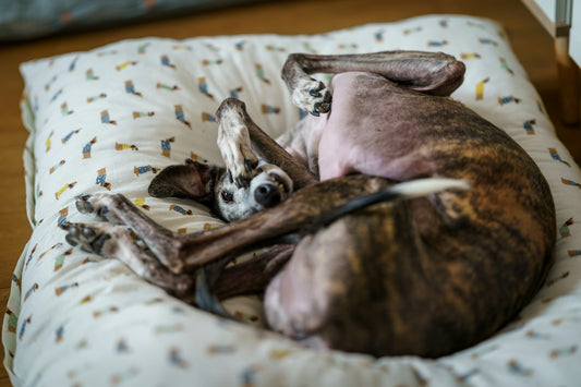 A brindle whippet dog curled up sleeping on a pillow