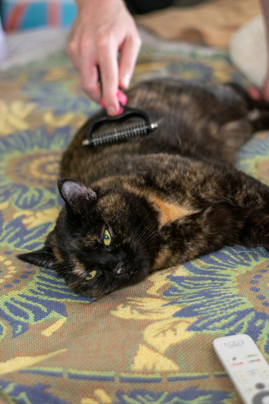 A person grooming a tortoiseshell cat on a patterned blanket.