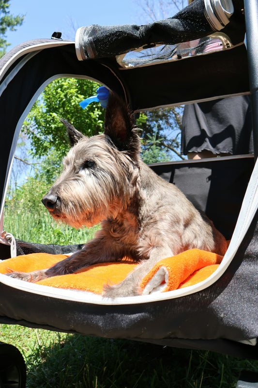 Shaggy grey dog relaxing in a pet stroller.