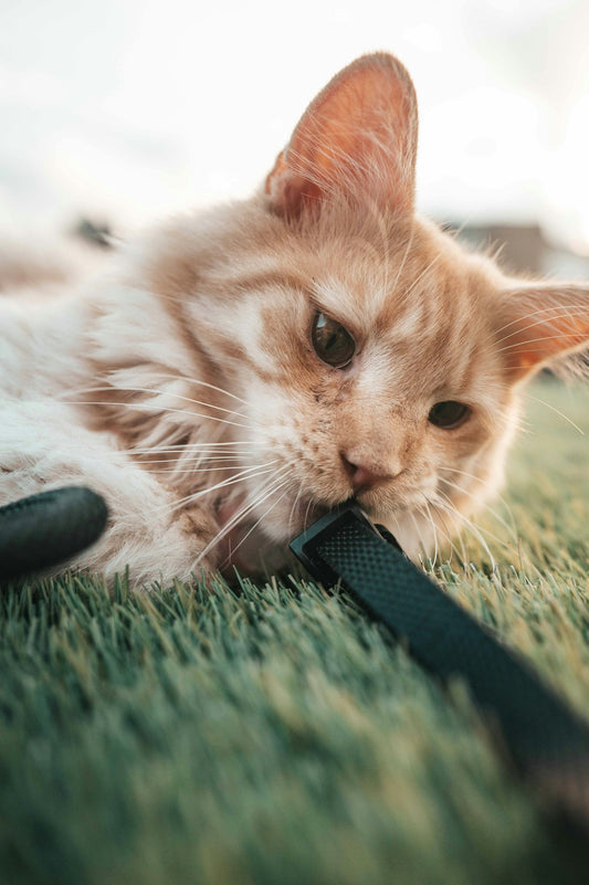 Cat chewing black strap on green grass