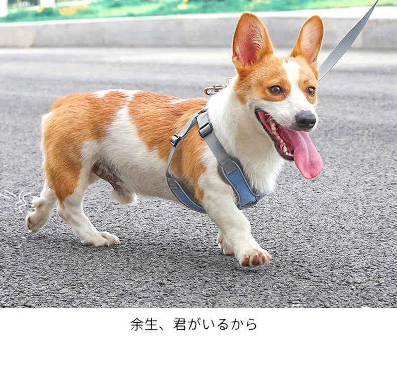 Premium Reflective Harness Vest For Small To Medium Dogs by PawHaven