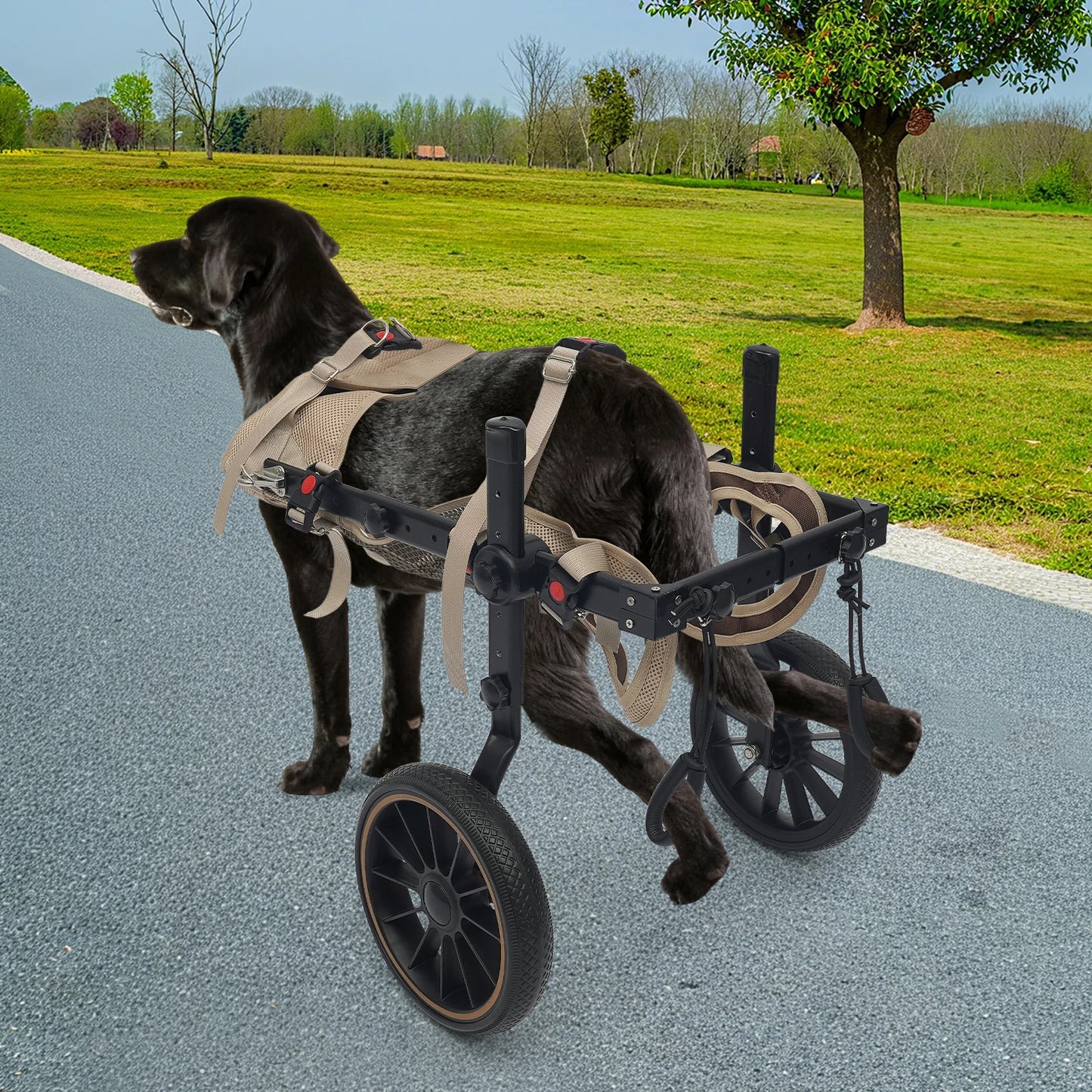 Adjustable Dog Wheelchair Hind Leg Rehabilitation Walker, Aluminum Alloy Pet Walking Aid Cart for Disabled & Senior Dogs by PawHaven