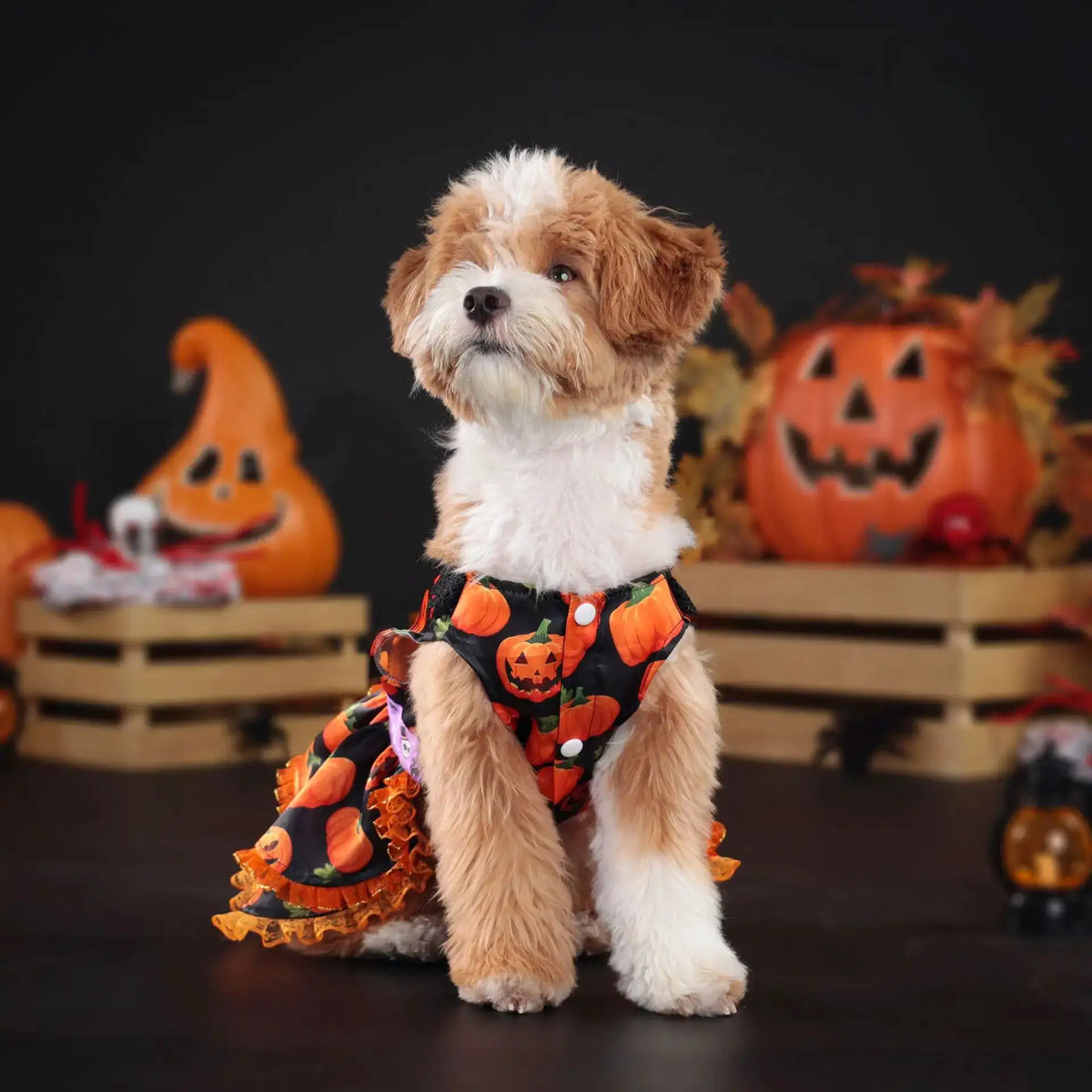 Halloween Dog Dress for Small Medium Large Dogs Pumpkin Pet Costume Party Outfit by PawHaven
