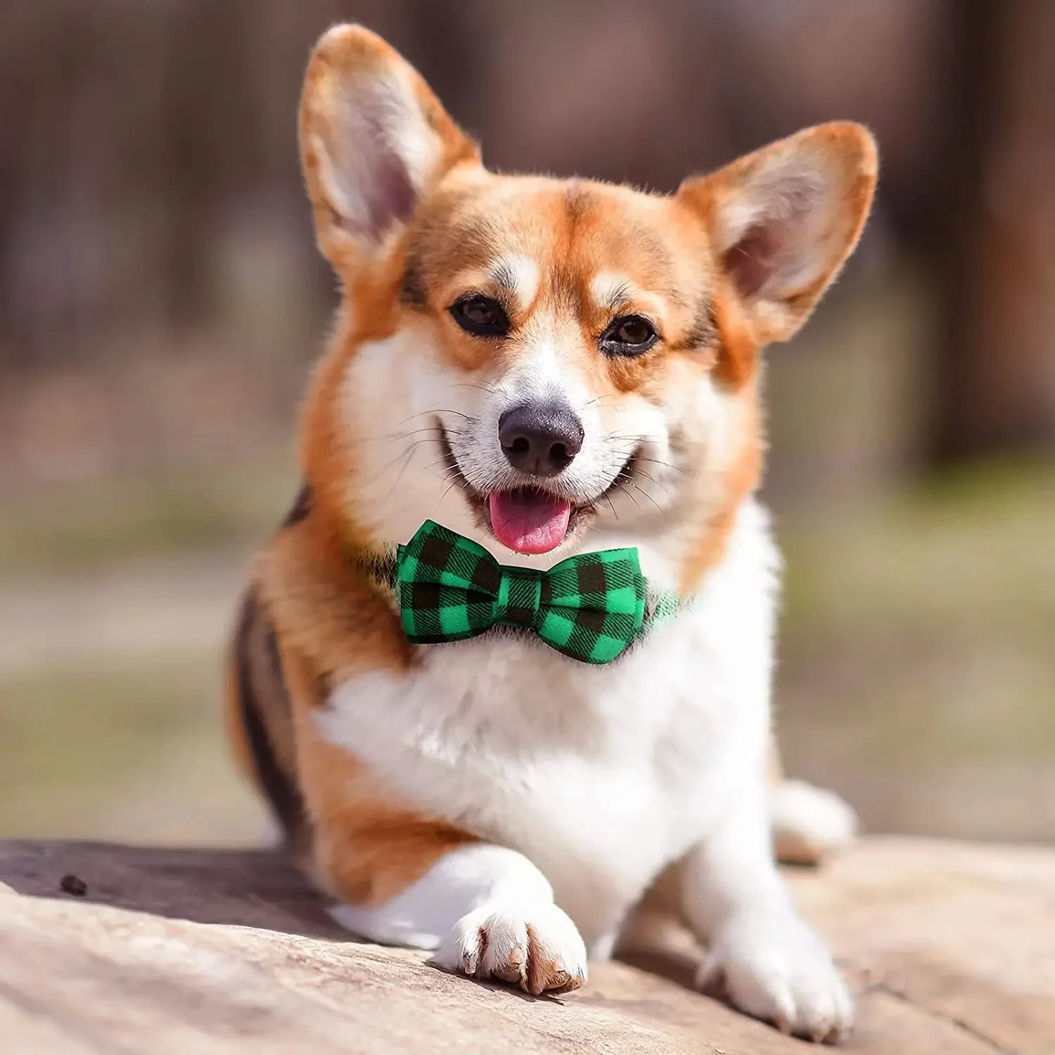 Premium Adjustable Plaid Bow Tie For Dogs And Cats by PawHaven