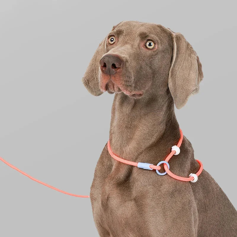 Nylon Colourful Leashes Pet Small Dog Round Rope Lead P Chain Collar Adjustable for Dogs Training Puppy Walking Leash by PawHaven