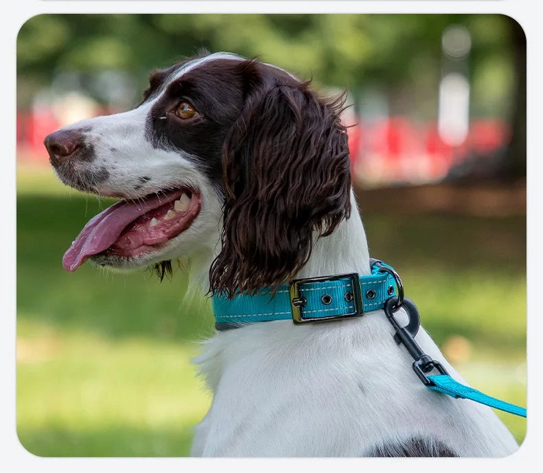 Premium Padded Reflective Dog Collar Adjustable Nylon by PawHaven