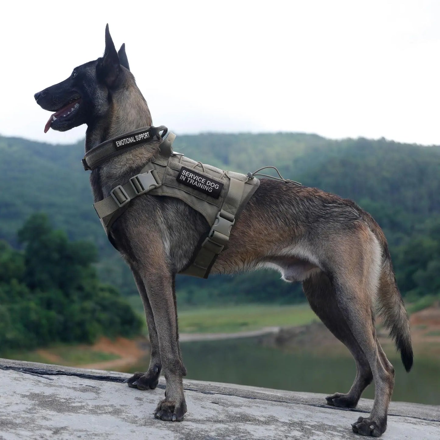 Tactical Dog Harness for Large Pet Harness No-Pull Service Vest Adjustable Military Dog Vest for Training Hunting Walking by PawHaven