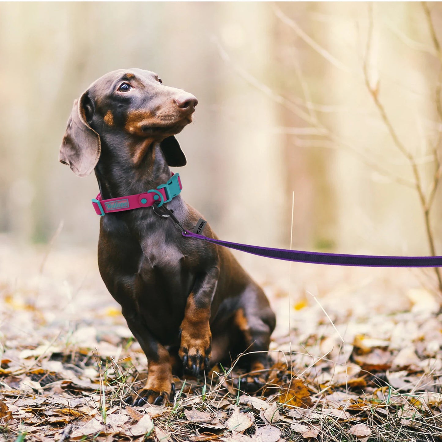 1.5M/2M/5M/3M/15M Medium small Long Dog Leash Latex Silk Easy and Convenient Training Big Dual color dog leash 10 meters by PawHaven