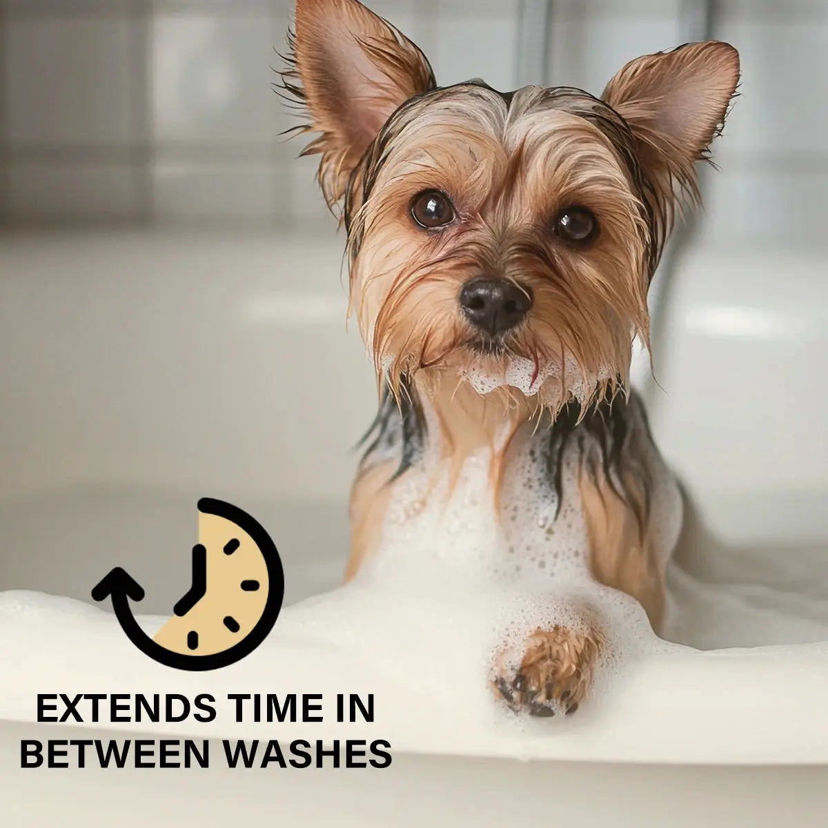 Pet Deodorizing Spray Coconut Scent 100ml Dog Cologne Long Lasting Fragrance Natural Odor Neutralizer Pet Safe Grooming for Dogs by PawHaven